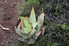 Aloe striata