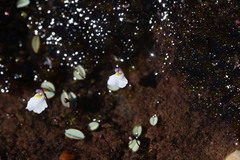 Utricularia brachyceras