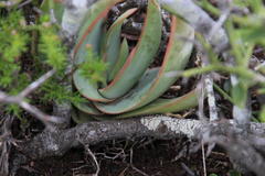 Aloe striata