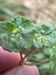 Rondaniola bursaria