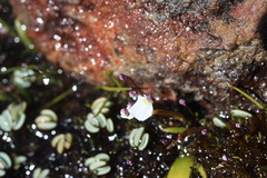 Utricularia brachyceras