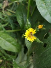 Episyrphus balteatus