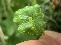 Rondaniola bursaria