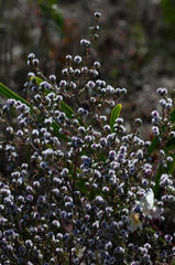 Erica capitata