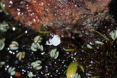 Utricularia brachyceras