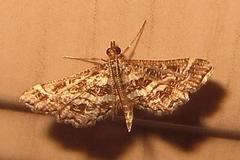 Diasemiopsis ramburialis