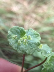 Rondaniola bursaria