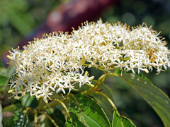 Cornus macrophylla