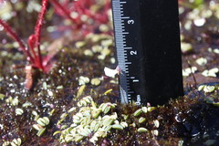 Utricularia brachyceras