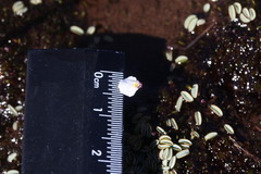 Utricularia brachyceras