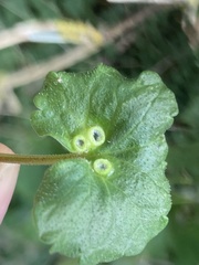 Rondaniola bursaria