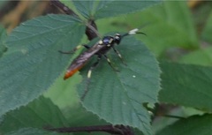 Protichneumon