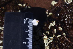 Utricularia brachyceras