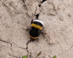 Bombus