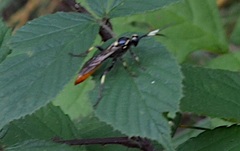 Protichneumon