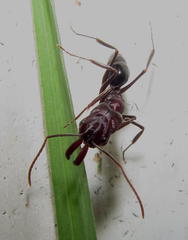 Odontomachus assiniensis