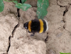 Bombus