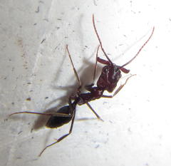 Odontomachus assiniensis