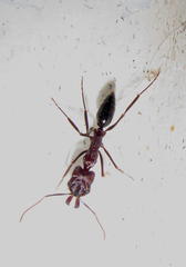 Odontomachus assiniensis