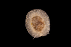 Lamellariinae