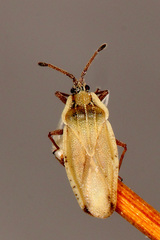 Tingis angustata