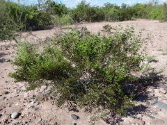Larrea cuneifolia