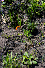 Cyrtanthus brachyscyphus