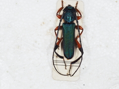 Litopus geniculatus