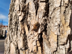 Apis mellifera