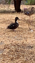 Anas platyrhynchos domesticus