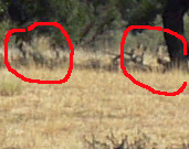 Cape Wild Dog