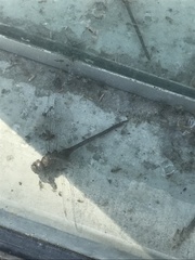 Gomphaeschna antilope