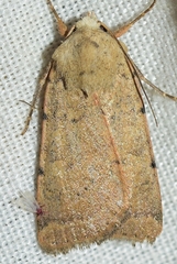 Xestia kermesina