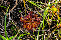 Drosera natalensis