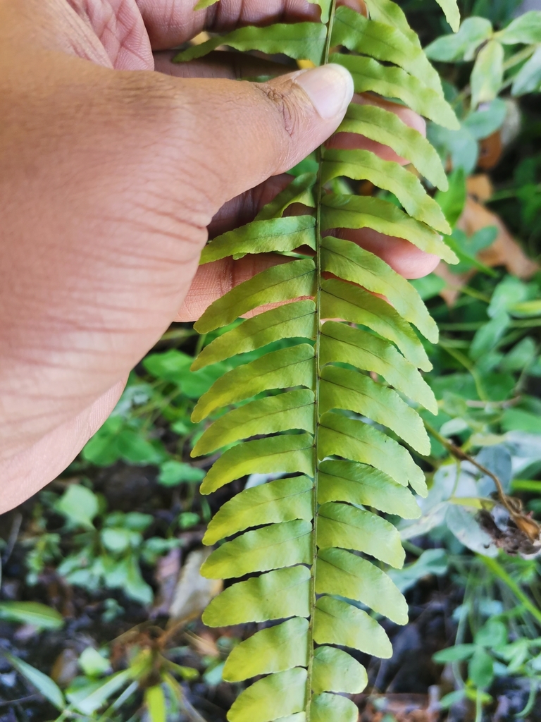 Boston fern growing lush