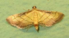 Marasmia trapezalis