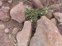 Jamesbrittenia filicaulis