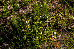 Dyschoriste burchellii