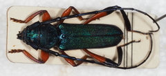 Litopus geniculatus