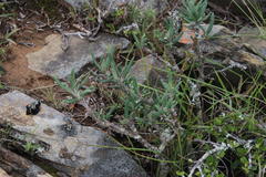 Pachypodium