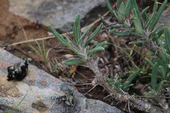 Pachypodium