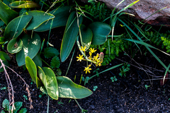 Eriospermum mackenii