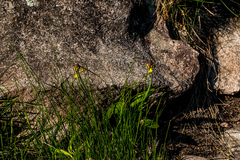 Eriospermum mackenii