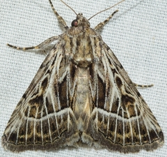Thalpophila vitalba