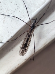 Tipula confusa
