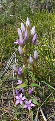 Gentianella aspera