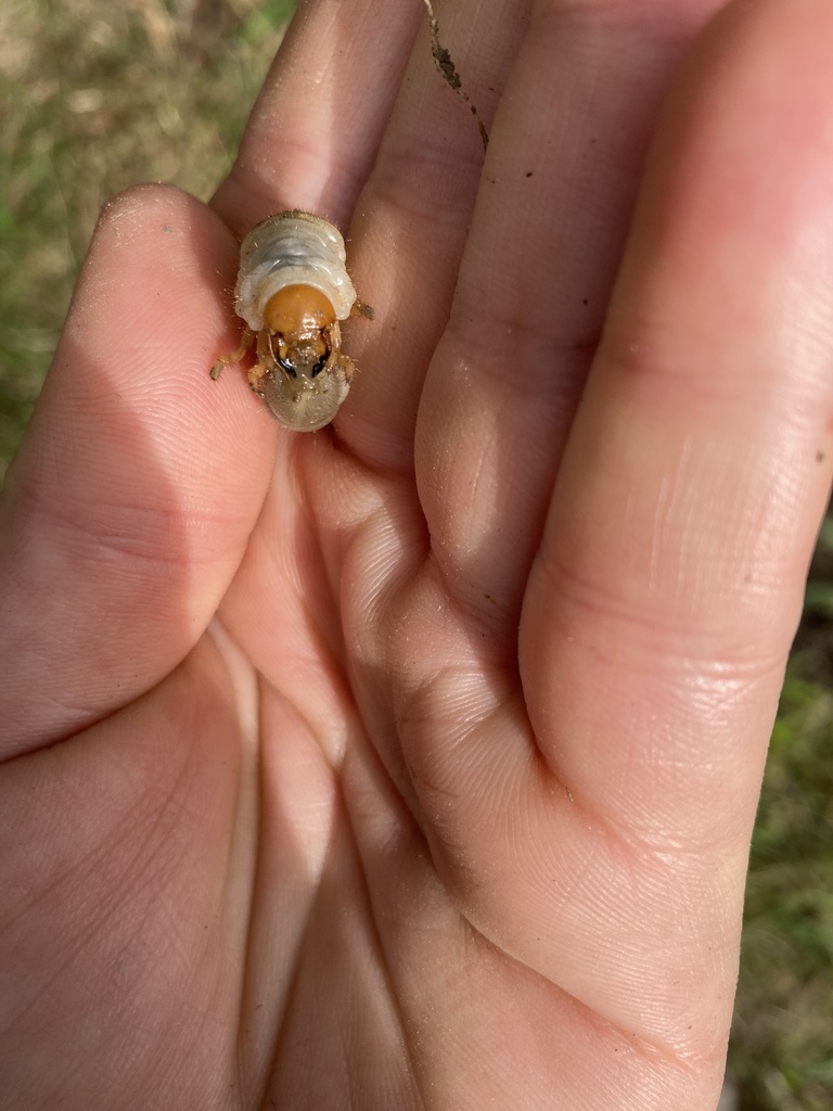 Scarborough Insect Scarabs from Scarborough, ME, US on September 25, 2021 at 10:46 AM by ...