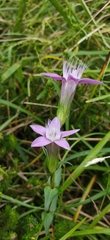 Gentianella aspera