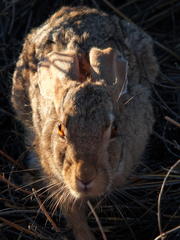 Lepus capensis