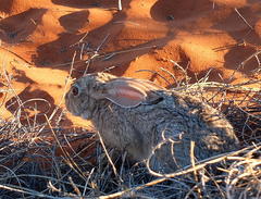 Lepus capensis